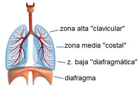 pulmones-diafragma