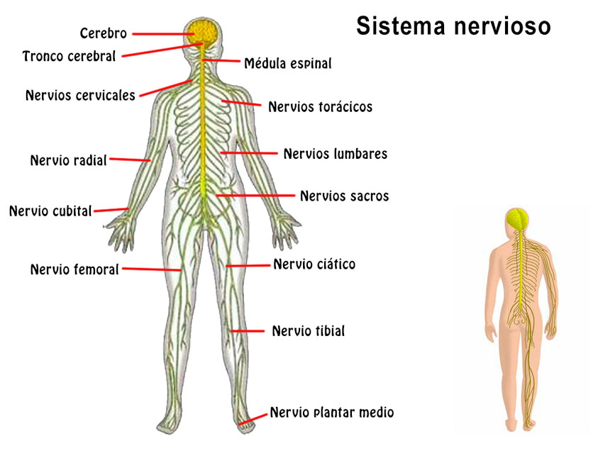 diferentes tipos de nervios